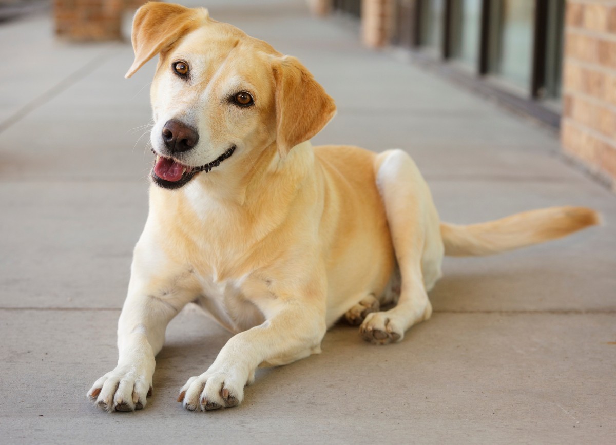 A dog sits on the sidewalk