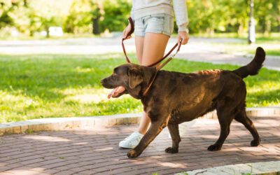 From Stiff to Swift: Using Therapeutic Exercise to Help Dogs with Arthritis