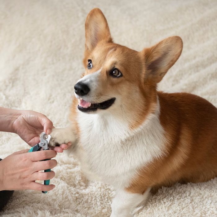 A smiling corgi being groomed with nail clippers