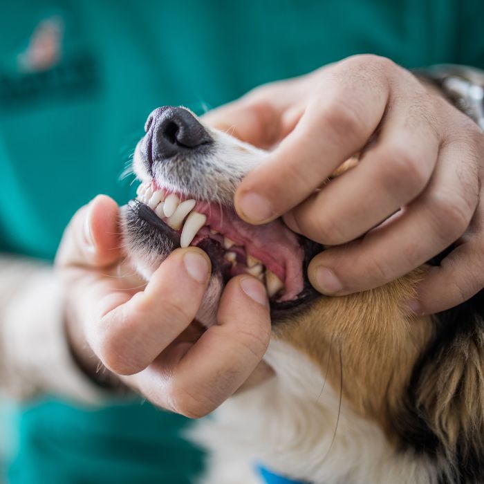 vet examining a dog's teeth, focusing on oral health