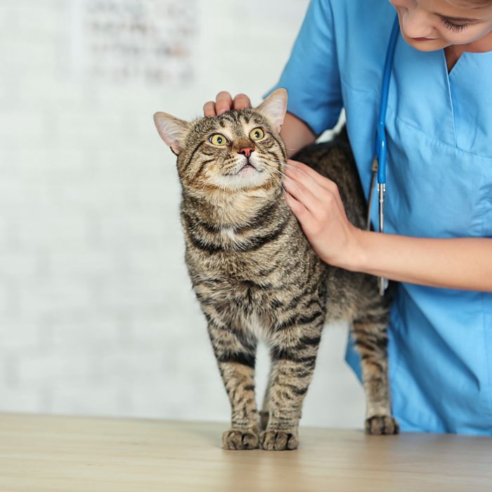 A vet in scrubs petting a tabby cat looking up