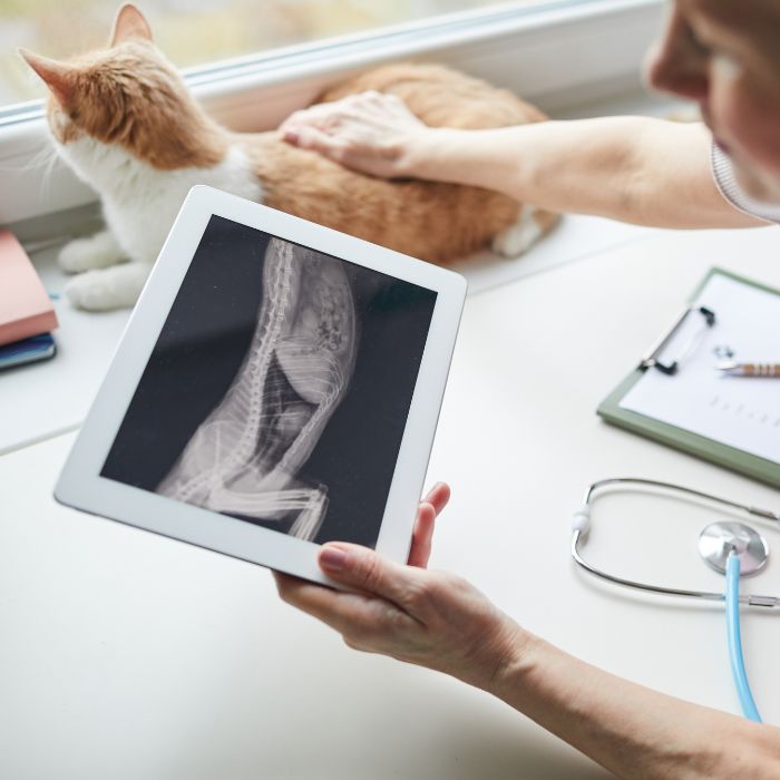 Person holding a tablet displaying an X-ray image