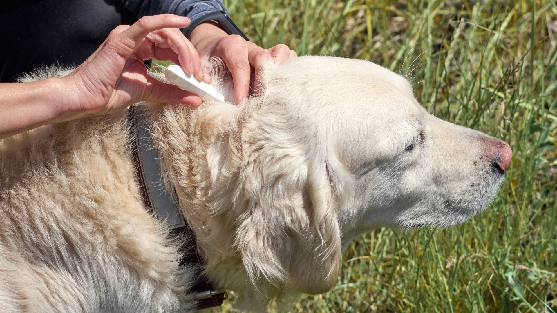 Pet Flea Tick And Heartworm Prevention In New Castle Pa Photo Inspiration