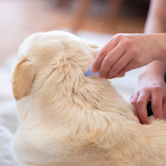 Applying flea medication to a dog's back