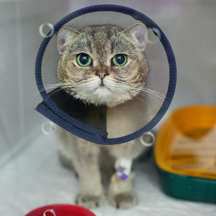 Cat with a blue collar, next to a yellow and green basket