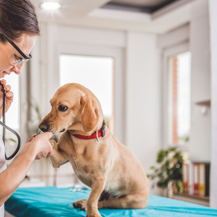 A tan dog being examined with a stethoscope by a veterinarian