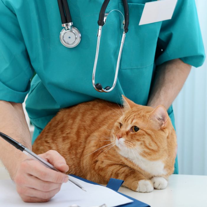 Veterinarian in teal scrubs writing notes next to an attentive orange tabby cat