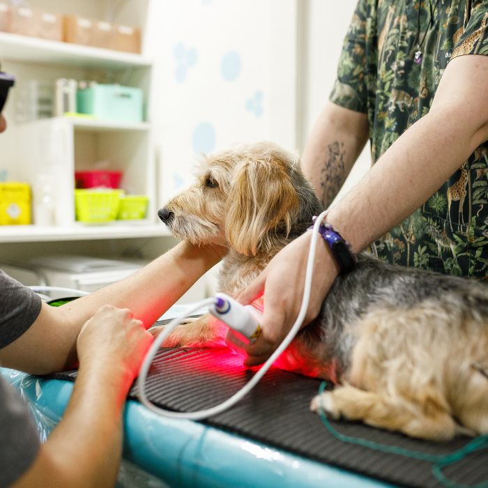 A dog receiving treatment with a cold laser therapy device at a veterinary clinic