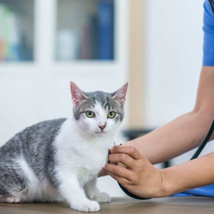 A cat being examined by a vet, focus on the cat's inquisitive face