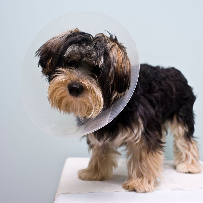 A small dog with a cone collar