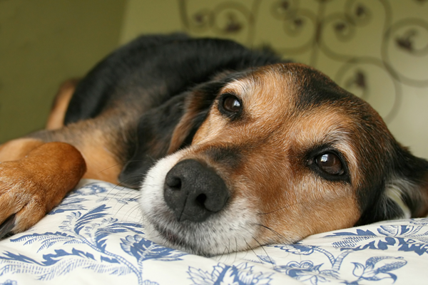 A relaxed brown and black dog resting its head on a blue-and-white patterned pillow